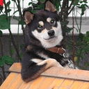 Cooldog