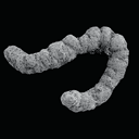 Coprolite