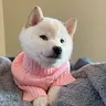 GNOCCHI