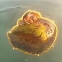 CRAB