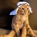 CRUDECAT