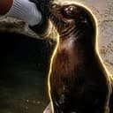 SEALION