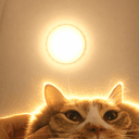 CHUBBYCAT