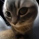 CHIPI