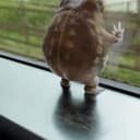 TOAD