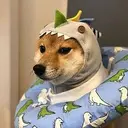 kabosu