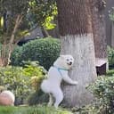HUMPDOG