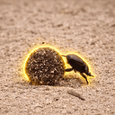 Sisyphus