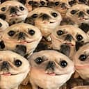COOKIE⁠