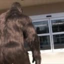 BIGFOOT