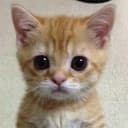 gato
