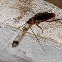 Roach