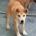DEG