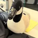 Goose