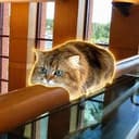 MONORAIL