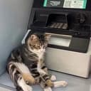 atmcat