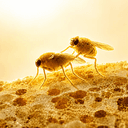 BUGSHOTS
