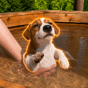 PUP