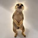 TIMON