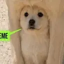 UNDERDOG