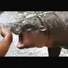PANYAHIPPO