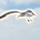 SEAGULL