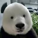 Panduh
