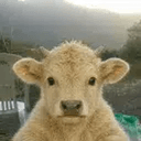 BULL