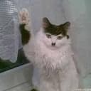 KITLER