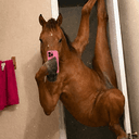 Jenny Horse
