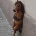 COOLHORSE