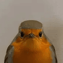 Robin