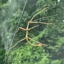 STICKBUG
