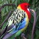 Rosellas