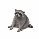 CASHCOON