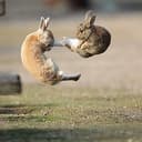 KUNGFU