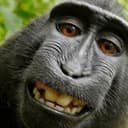 ApeGPT