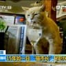 猫市长