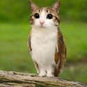 Meowl