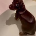 FARTDOG