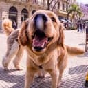 BITDOG