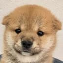 bou
