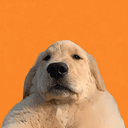 Bro