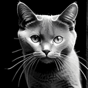 423CAT