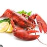lobster