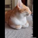 MEOWSERY