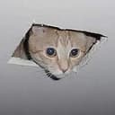 CEILCAT