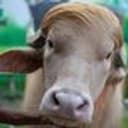 TRUMPBULL