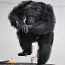 JTORO