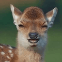 der